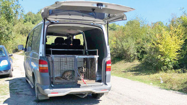 Köpekleri yol kenarına bırakan belediye tespit edildi