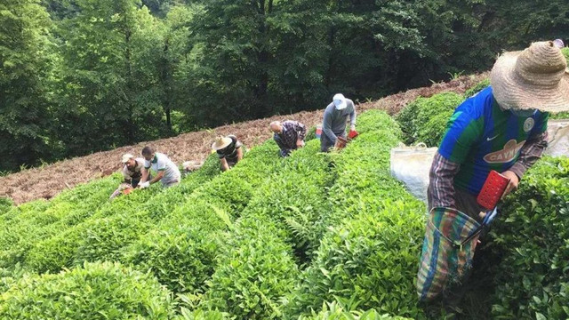Çay cenneti Türkiye, çay üreticisini küstürmeyi başardılar!