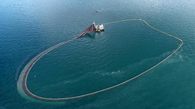 Karadeniz'de görülmemiş olay: Balıklar tersine göç etti
