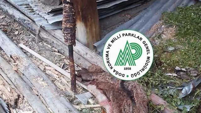Avladıkları yaban hayvanını döner yaptılar