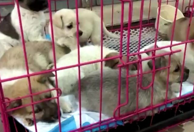 Çin'de kapalı kutularda canlı hayvan satışına büyük tepki! - Resim : 1