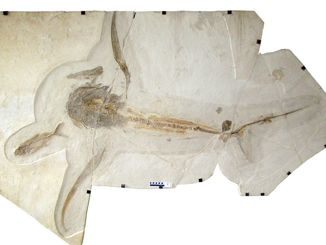 93 milyon yıllık köpek balığı fosili keşfedildi - Resim : 1