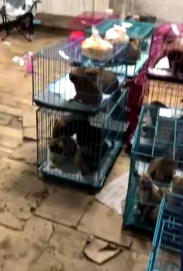 Çin'de kapalı kutularda canlı hayvan satışına büyük tepki! - Resim : 2
