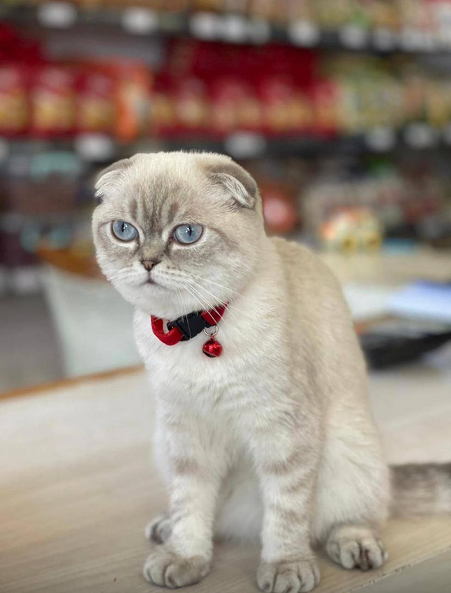 Esenyurt'ta kedi kavgası silahlı çatışmaya dönüştü: Yoldan geçen kurye yaralandı - Resim: 1