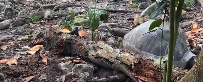 Otçul olarak bilinen dev kaplumbağa yavru kuşu yedi - Resim: 3