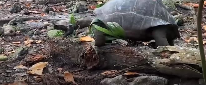 Otçul olarak bilinen dev kaplumbağa yavru kuşu yedi - Resim: 4