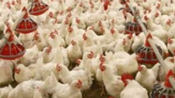 Rusya'dan Türkiye kararı ! Tavuk eti alımı durduruldu Ekonomi