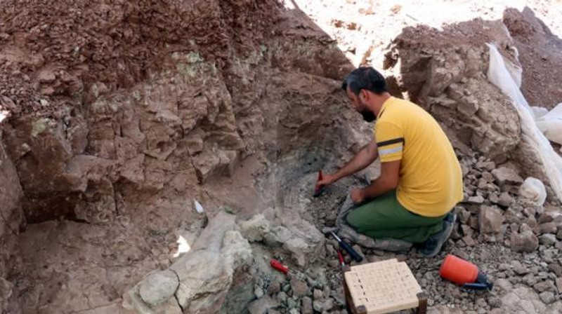 9 milyon yıllık keşif: Fillerin atalarına ait kalıntılar bulundu - Resim : 2