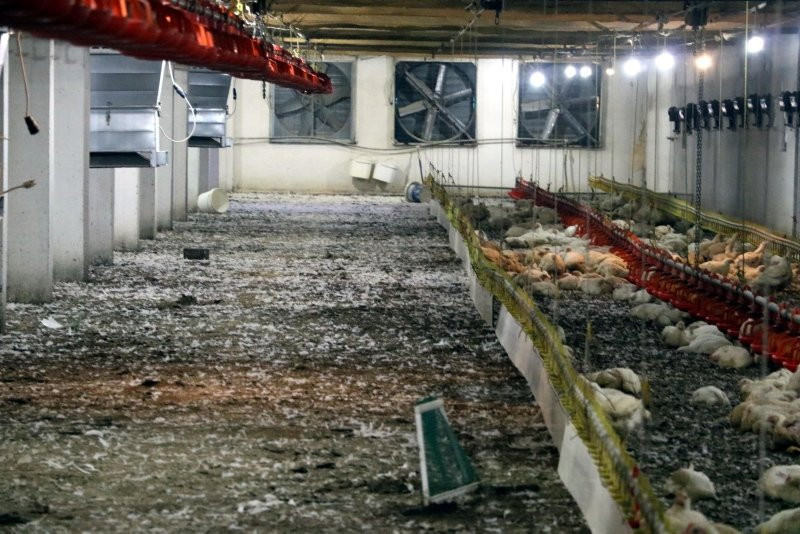 Zonguldak'ta 20 bin tavuk telef oldu!  - Resim: 2