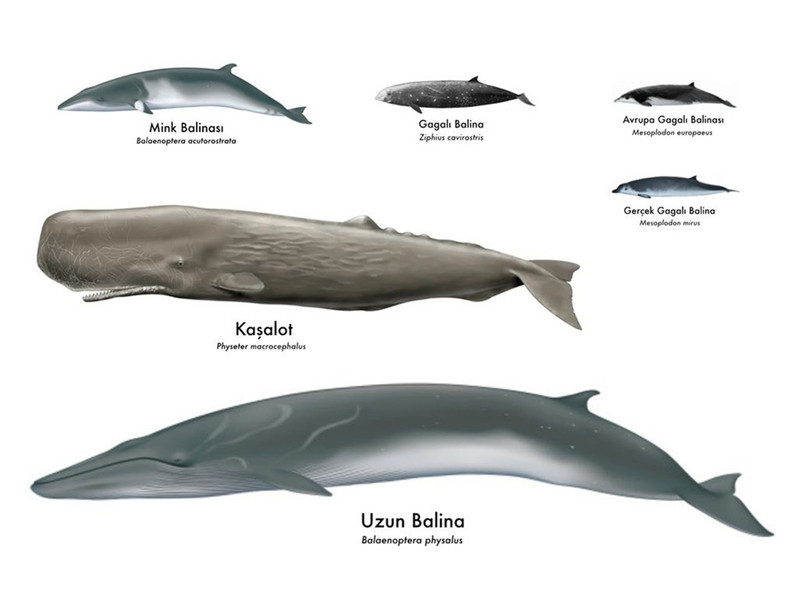Türkiye kıyılarındaki balinaların nesli tehlikede - Resim : 1