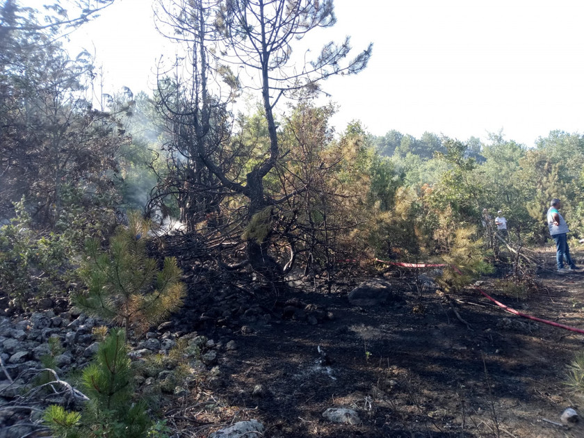 Bursa'da ormanlık alanda yangın - Resim : 1