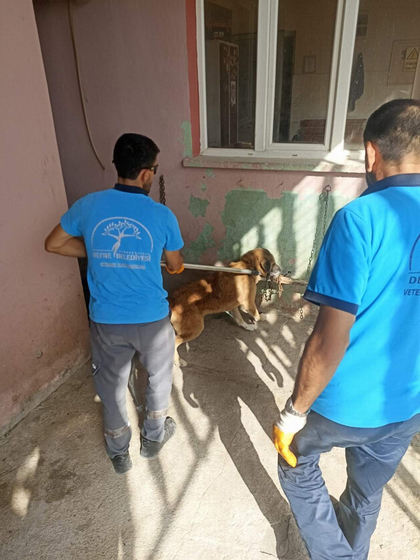 Asrın felaketinde yerle bir olan Hatay'ın Defne ilçesinde şimdi de kuduz alarmı verildi. İki mahalleye hayvan giriş ve çıkışları yasaklandı.