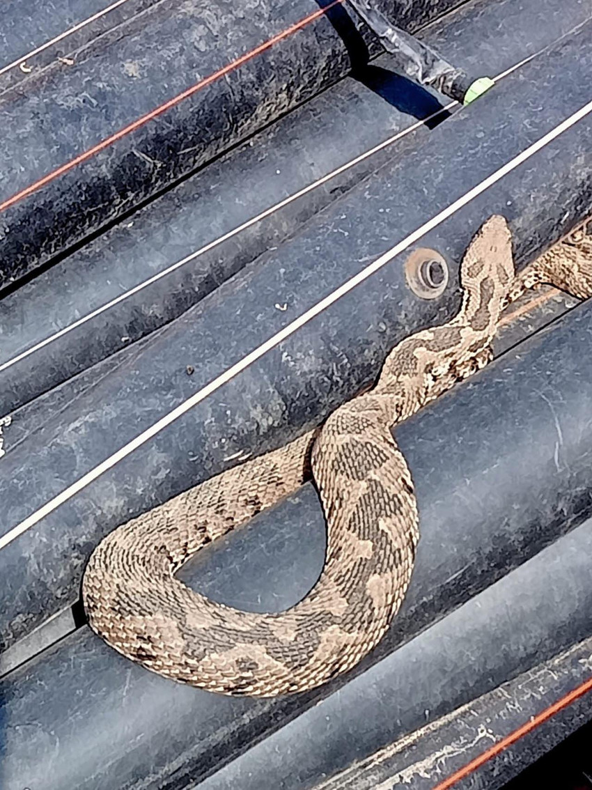 Çanakkale'nin Bayramiç ilçesinde, sanayiye getirilen su borularının arasından engerek yılanı çıktı. Zehirli yılan yakalanarak doğaya bırakıldı.