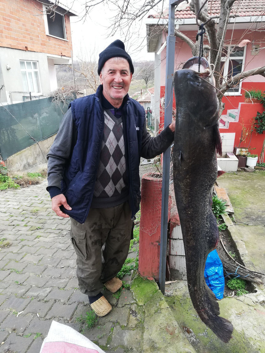 Edirne'de, Meriç Nehri'ne açılan bir balıkçının ağına 1 metre 78 santimetre boyunda 77 kilo ağırlığında yayın balığı takıldı.