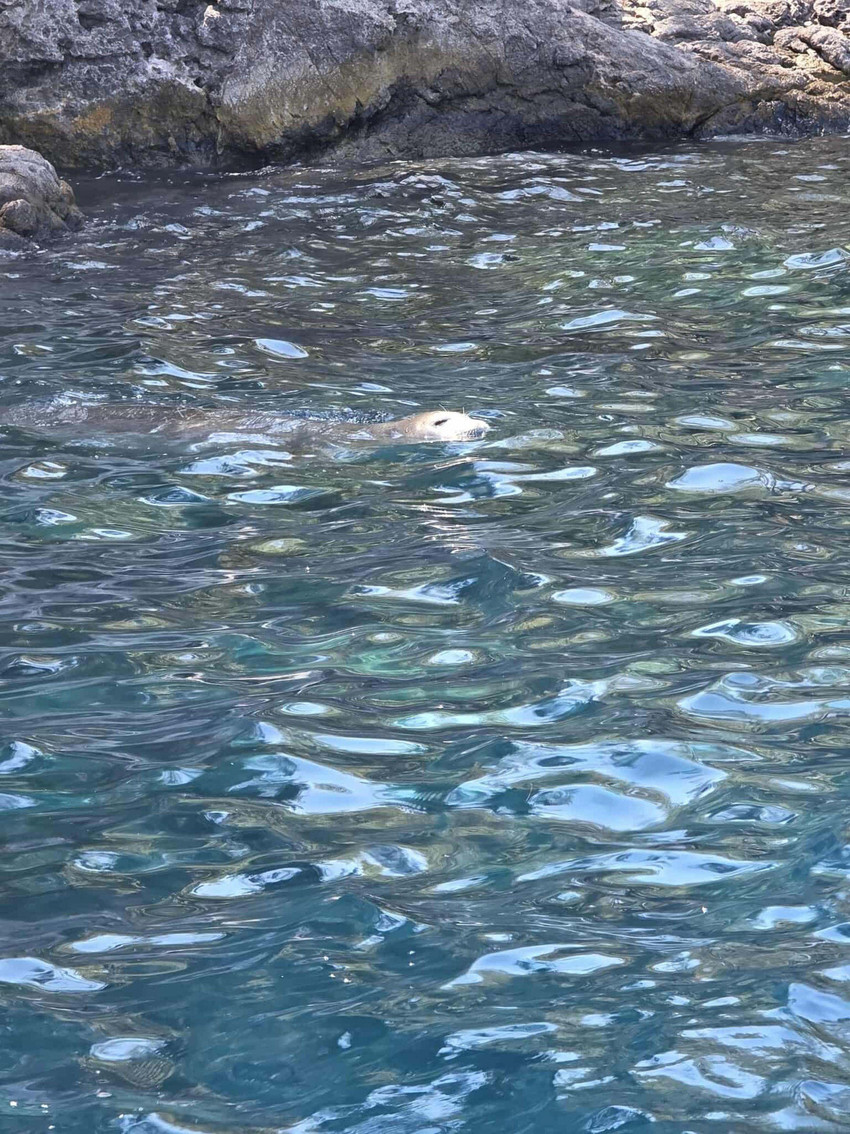 Muğla'nın Fethiye ilçesindeki meşhur Tarzan Koyu'nda, nesli tehlikede olan Akdeniz foku görüntülendi.