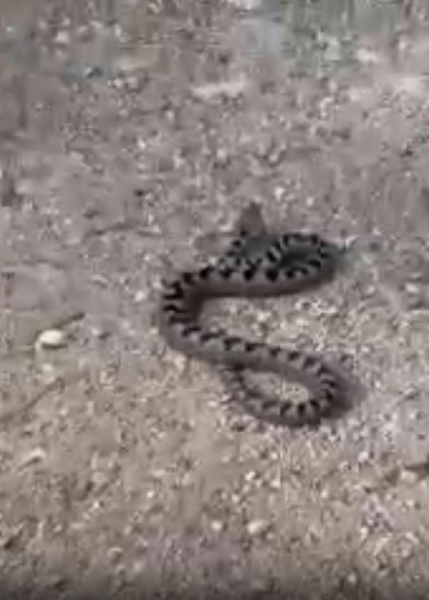 Bolu'da, dünyanın en zehirli yılan türleri arasında bulunan ve nesli tehlikede olan boynuzlu engerek yılanı görüntülendi.