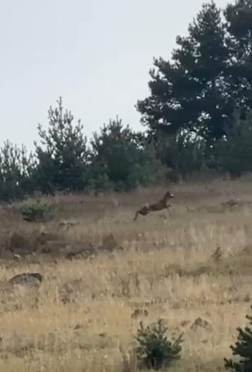 Ardahan'da ormanlık alanda seke seke koşan dağ ceylanı, cep telefonuyla görüntülendi.