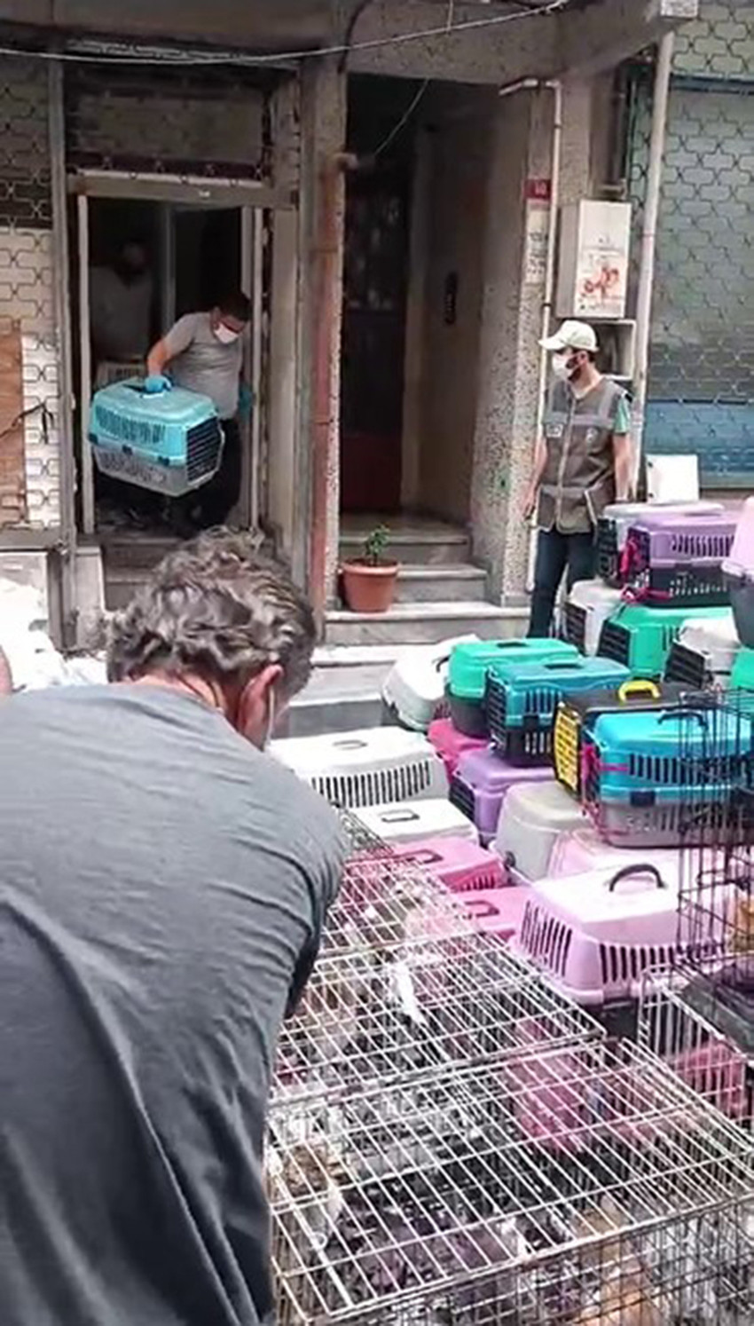 İstanbul Şişli'de gelen kötü kokular sonrasında girilen bir evde "hayvanseverim" diyen bir kadının 85 kediyi ölüme terk ettiği ortaya çıktı...