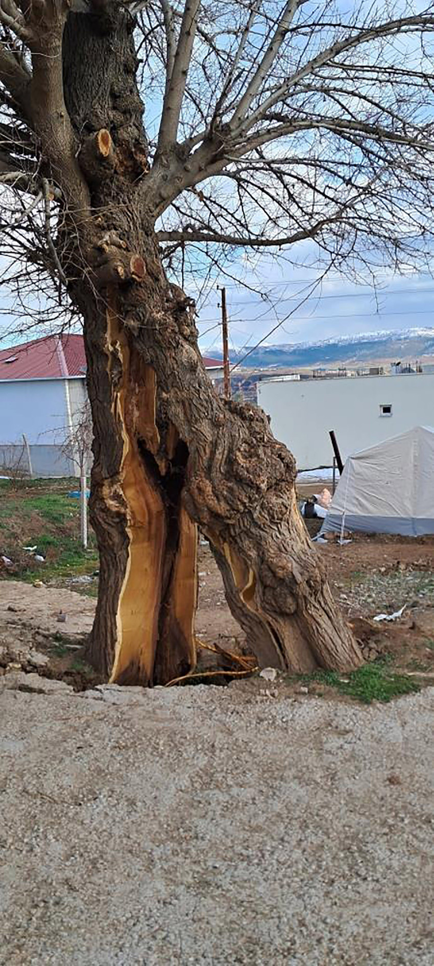 Depremin merkezinden inanılmaz bir görüntü daha: Ağaç ikiye bölündü - Resim : 1