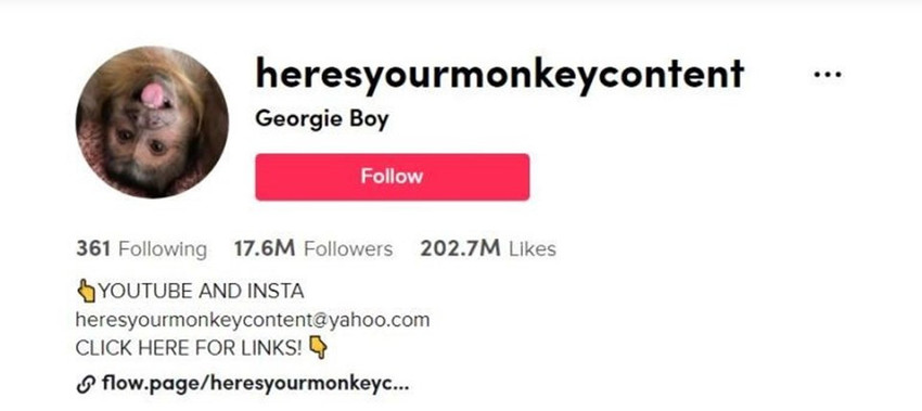 17,6 milyon takipçili fenomeni maymun George hayatını kaybetti - Resim : 1