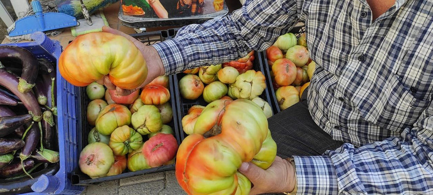 Tanesi 1.5 kilo! Dev köy domatesi görenleri şaşkına çeviriyor - Resim: 1