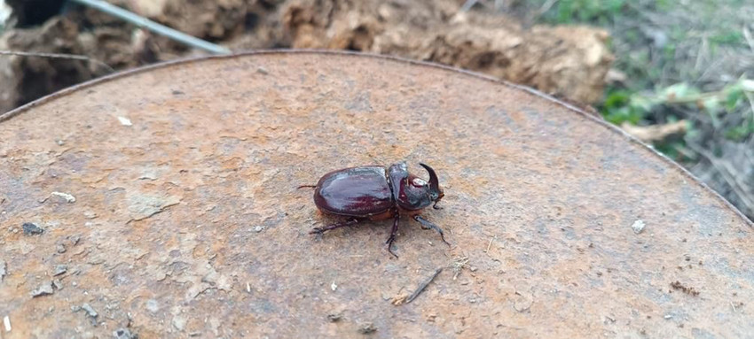 Dünyanın en güçlü böceği olarak bilinen gergedan böceği, Hakkari’nin Yüksekova ilçesinde görüldü.
