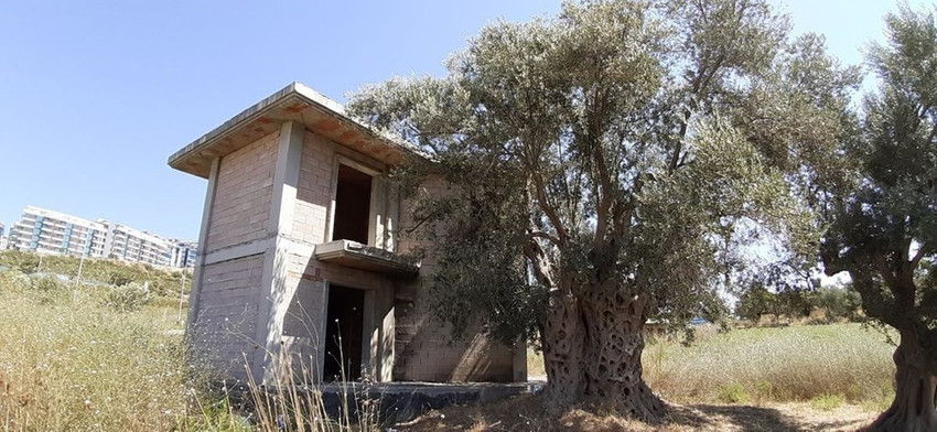 Bin 500 yaşındaki zeytin ağacının dibindeki villa inşaatı tepki çekti - Resim: 1