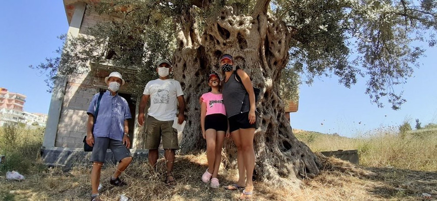 Bin 500 yaşındaki zeytin ağacının dibindeki villa inşaatı tepki çekti - Resim: 3