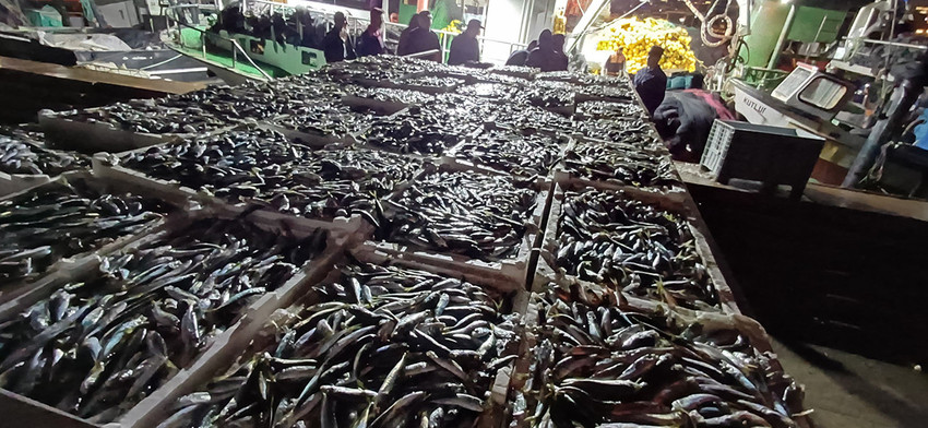 İstanbul Yenikapı'da Sahil Güvenlik ekipleri, kaçak avlandığı tespit edilen 538 kutu halinde 8 ton istavrit balığı ele geçirdi. 