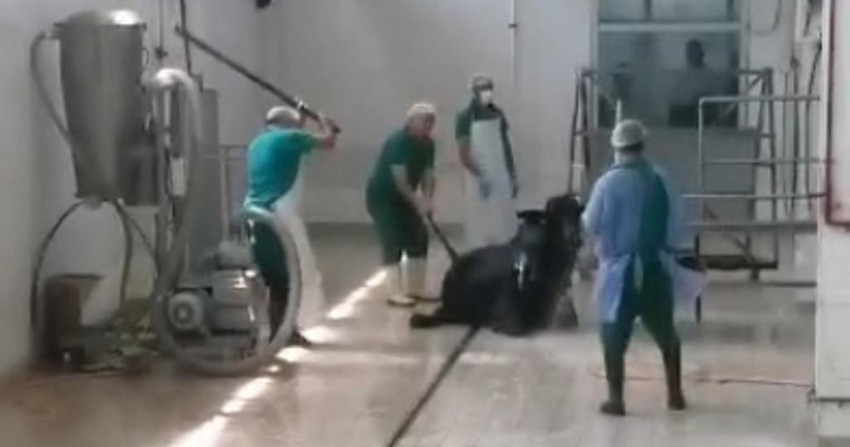 Adana Et ve Süt Kurumu'nda gelen hayvana yönelik şiddet görüntüleri gündeme bomba gibi düştü. Skandalla olayla ilgili olarak 2 kişi gözaltında.