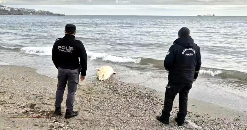 Tekirdağ'ın Süleymanpaşa ilçesinde deniz kıyısında ölü yunus bulundu.