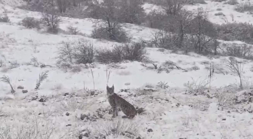 Nelsi tükenme tehlikesi ile karşı karşıya olan kırmızı listedeki vaşak Erzincan'da görüntülendi..