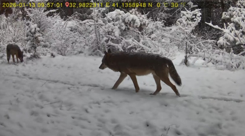 Karabük’ün Ovacık ilçesinde bir kişinin evinin yakınındaki ormana yerleştirdiği fotokapana kurt ve vaşak görüntüleri yansıdı.