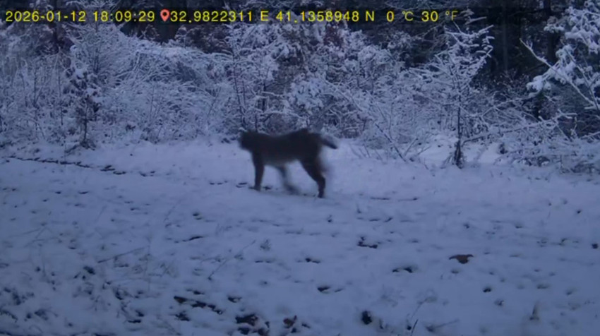 Karabük’ün Ovacık ilçesinde bir kişinin evinin yakınındaki ormana yerleştirdiği fotokapana kurt ve vaşak görüntüleri yansıdı.