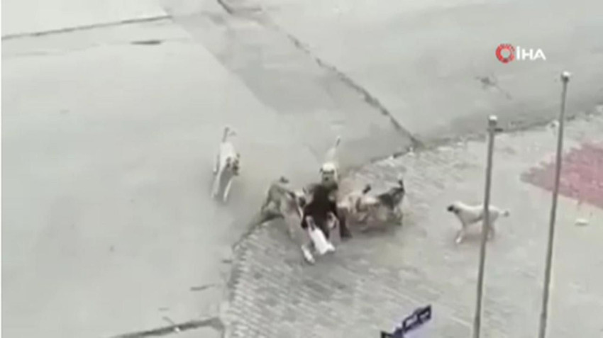 Sokak köpekleri genç kıza kabusu yaşattı! Tüyler ürperten anlar kamerada - Resim: 2