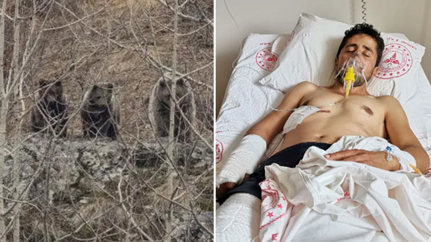 Ayının saldırdığı çiftçiyi köpekler kurtardı! Bir ilçe diken üstünde