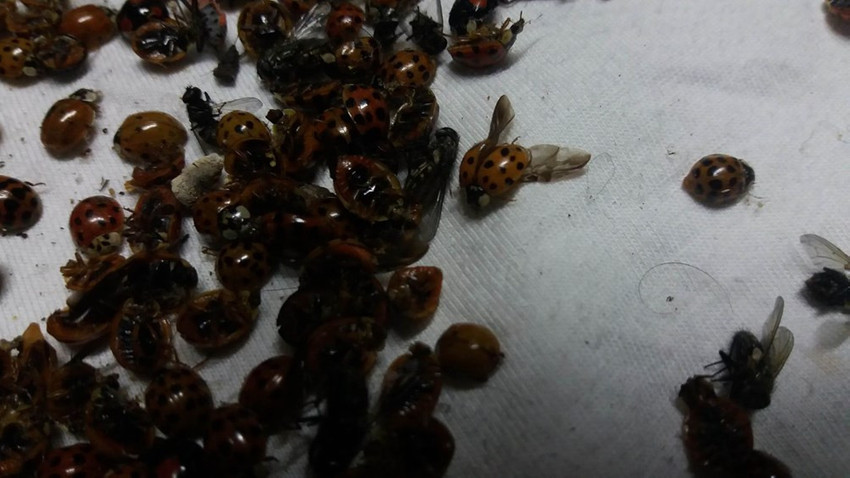 Uğur böcekleri 6 mahallenin kabusu oldu - Resim: 3