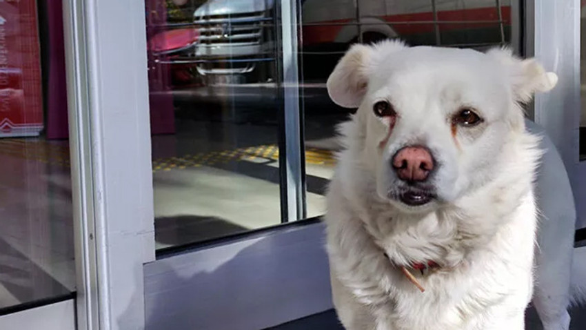 Sahibi tedavi gören köpek, 5 gündür hastane kapısında bekliyor