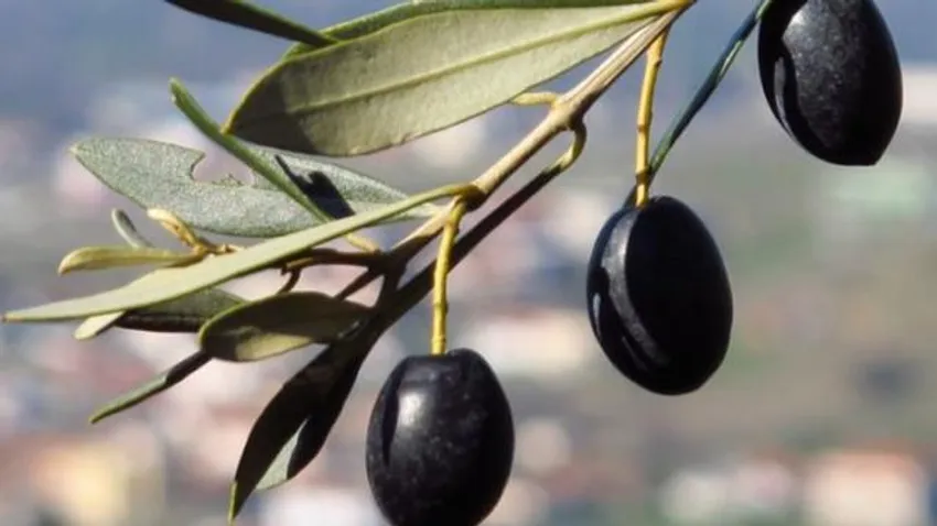 Zeytin yaprağının koronavirüsü yok ettiği ortaya çıktı