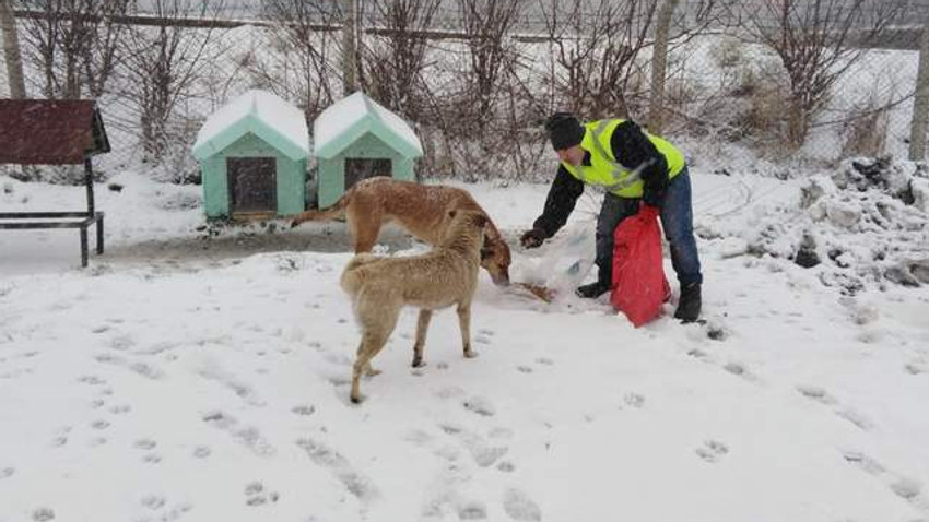 Sarıyer'de sokaktaki dostlarımız belediyeye emanet