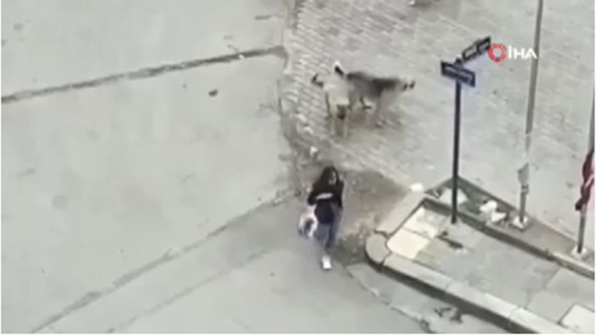 Sokak köpekleri genç kıza kabusu yaşattı! Tüyler ürperten anlar kamerada - Resim: 4