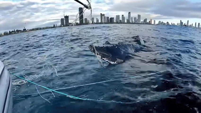 Ağlara takılan dev balinayı kurtarma operasyonu kamerada - Resim: 4