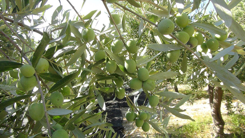 Tarlada 30 TL, markette 240 TL! Hasat başladı - Resim: 3