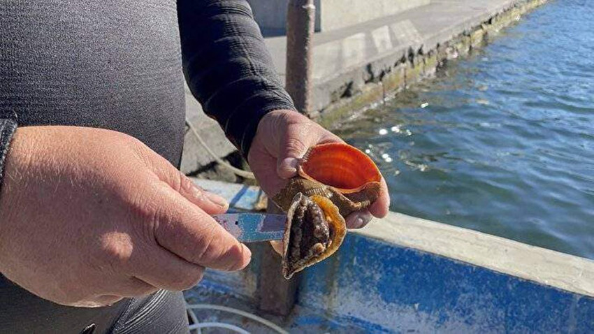 Türkiye'de yenmiyor ama kilosu 300 TL'den alıcı buluyor - Resim: 3