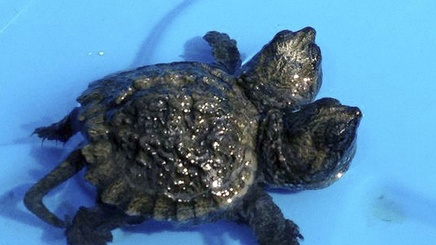 Mutasyona uğramış ve çift başlı kaplumbağa keşfedildi - Resim : 1