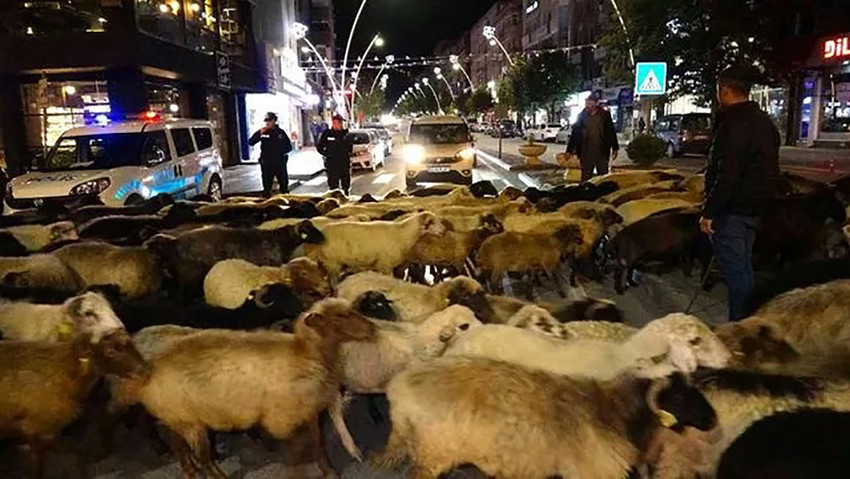 O ilde ilginç görüntü: Koyun sürüsü şehir merkezine indi - Resim : 1