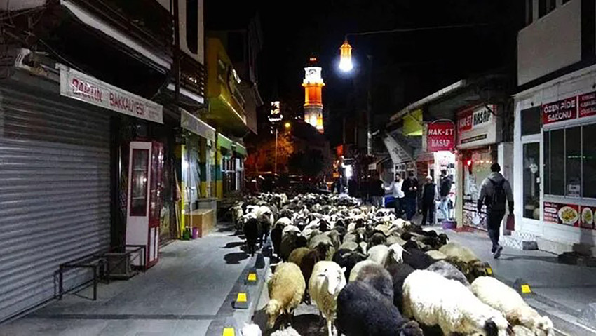 O ilde ilginç görüntü: Koyun sürüsü şehir merkezine indi - Resim : 2