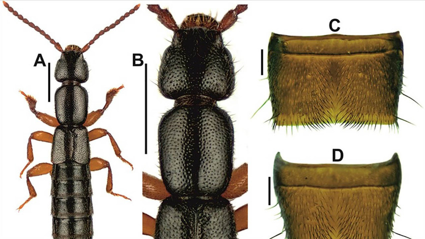 Türkiye'de yeni bir böcek türü keşfedildi - Resim : 1