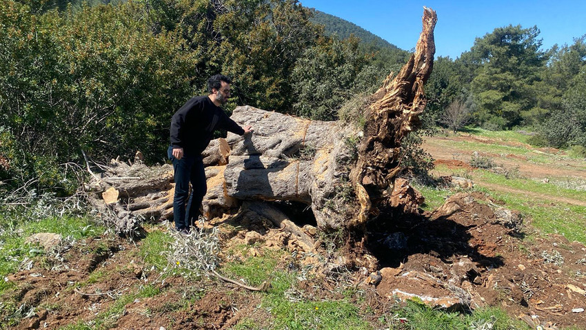 Muğla'nın Bodrum ilçesinde, tarlasındaki 34 zeytin ağacından 30'unu kesen mülk sahibine İlçe Tarım ve Orman Müdürlüğü ekipleri tarafından 30 bin 150 lira ceza kesildi.