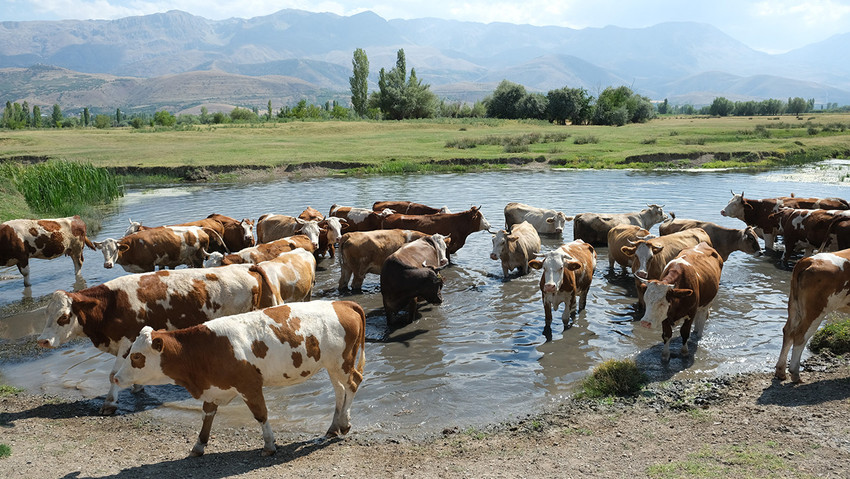 Erzincan’da büyükbaş hayvan sahipleri 40 bin TL maaşla çobanlık yapacak kimseyi bulamayınca, nöbetleşe çobanlığa başladı.